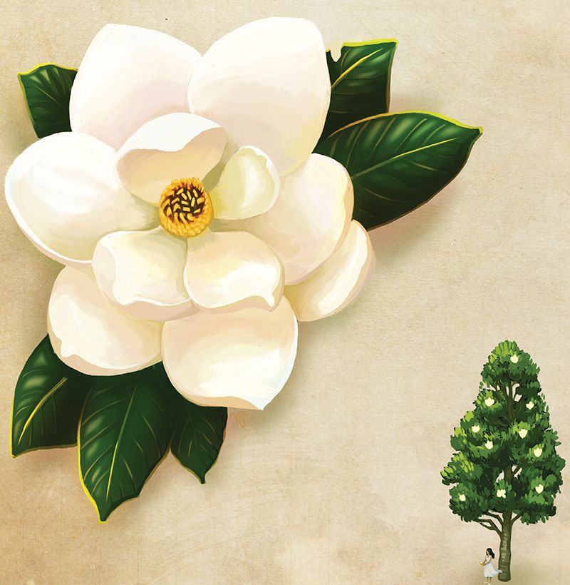 Southern Magnolia