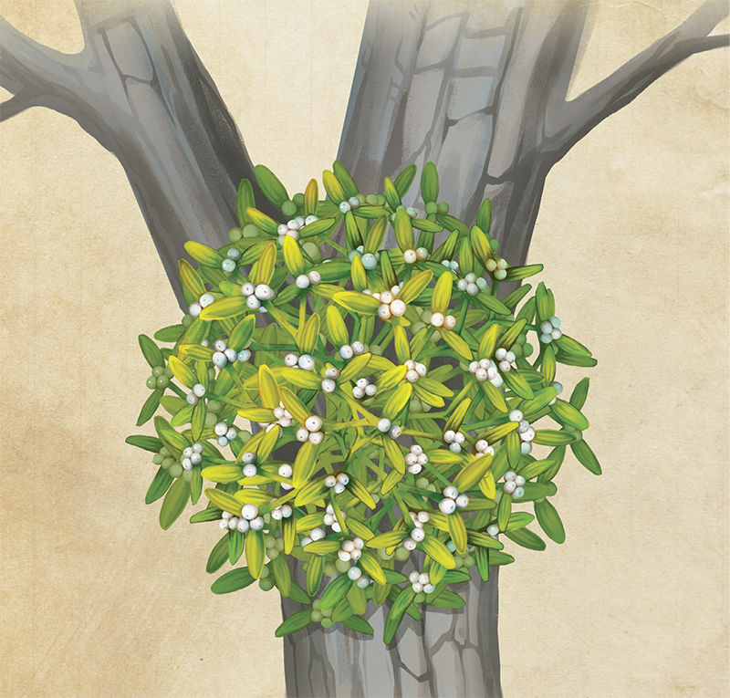 What is Mistletoe?