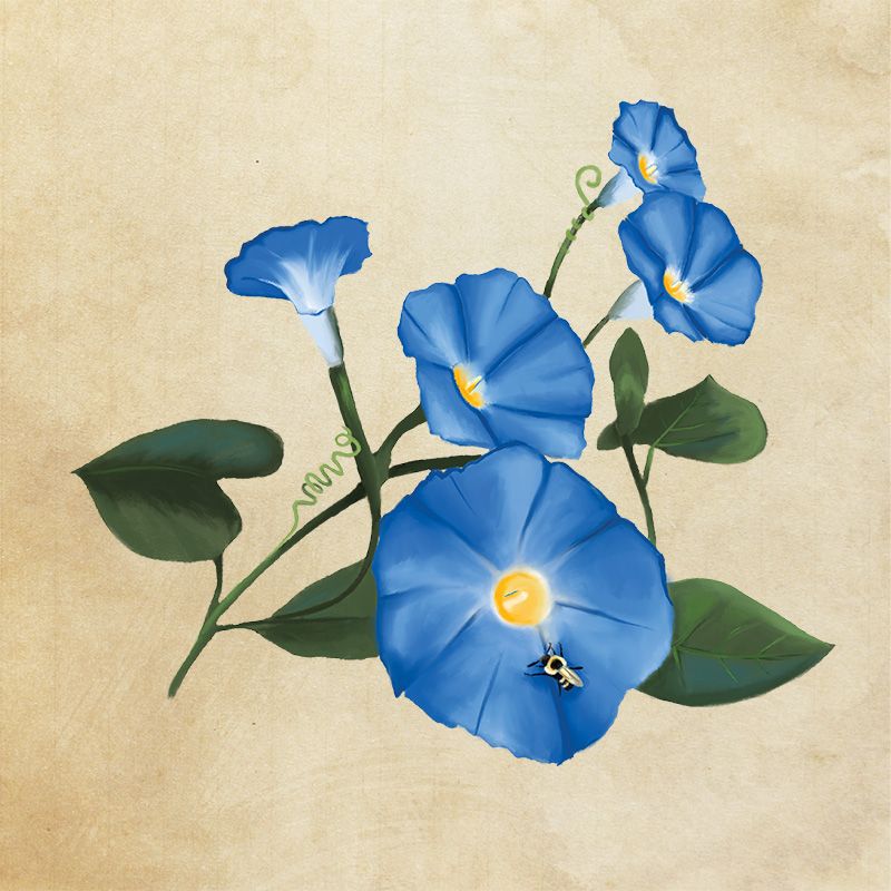 The Morning Glory's colorful greeting
