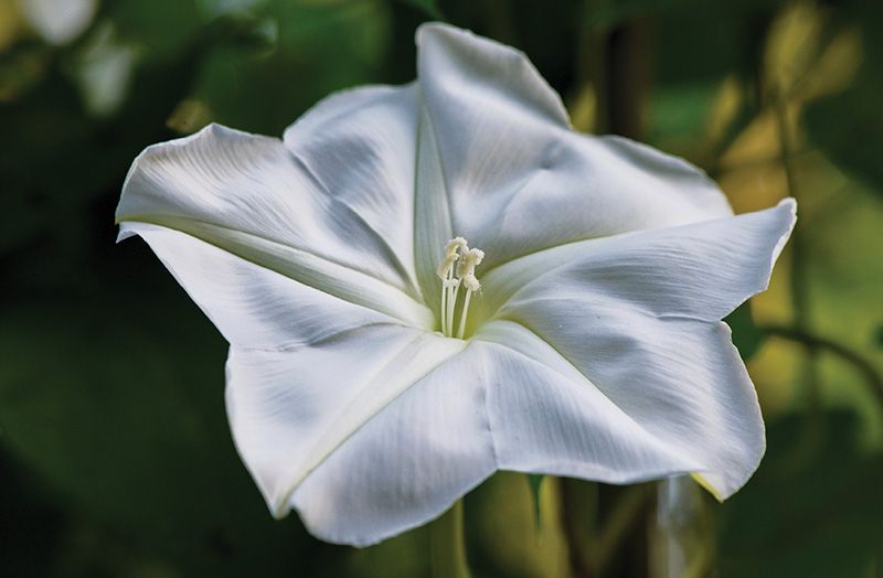 Plant picks for a Summer Moon Garden