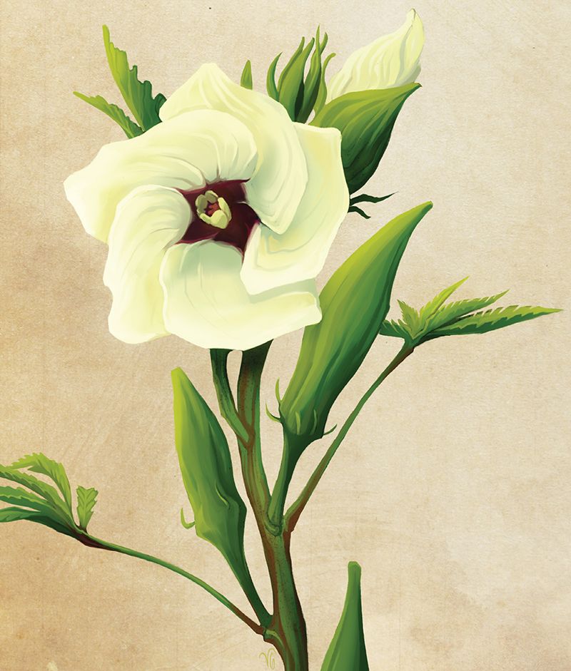 Okra