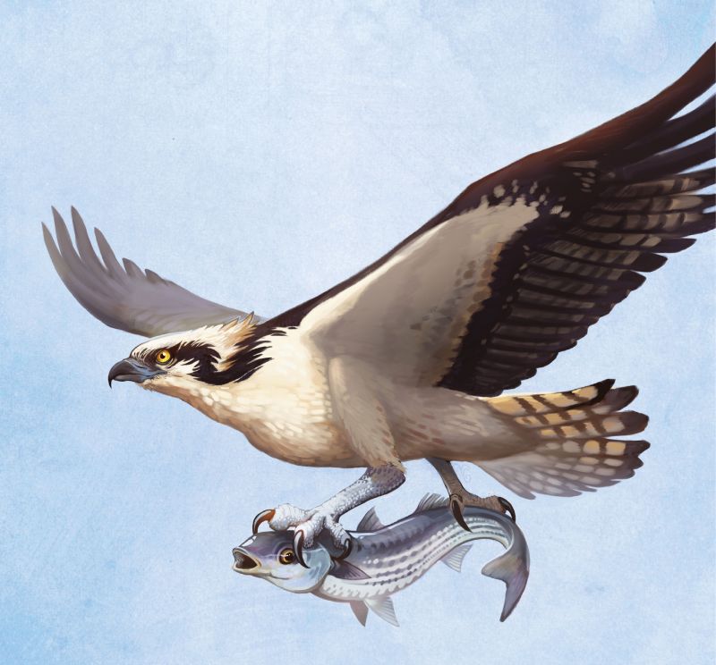 Osprey