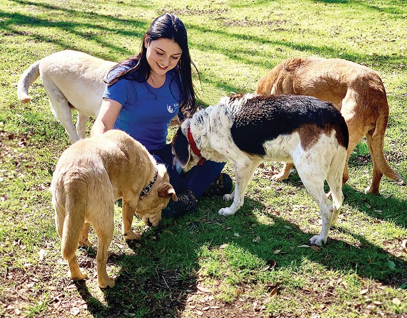 Animals looking for a forever home find sanctuary in Hollywood