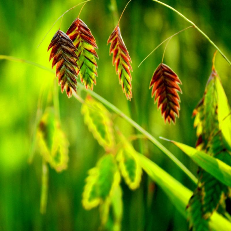 Splendor in the Grasses