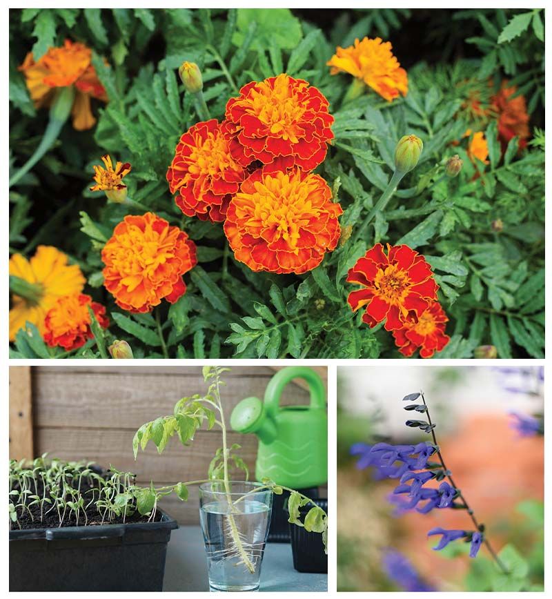 Five ways to revitalize a hot & thirsty garden
