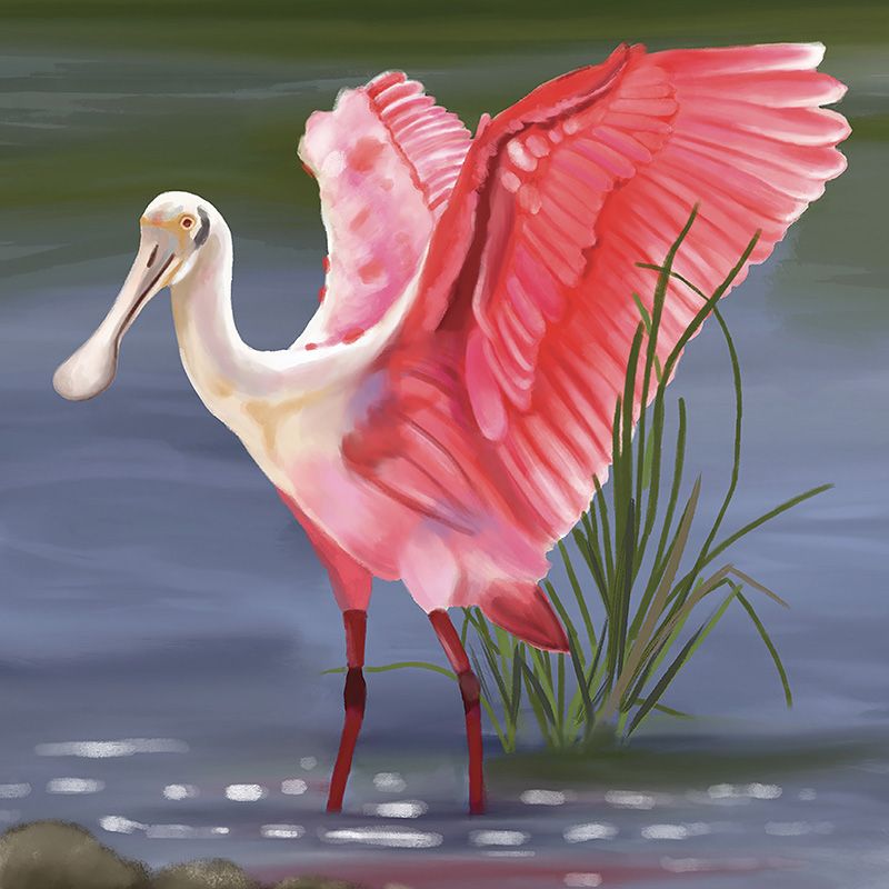 Follow the colorful life of the roseate spoonbill