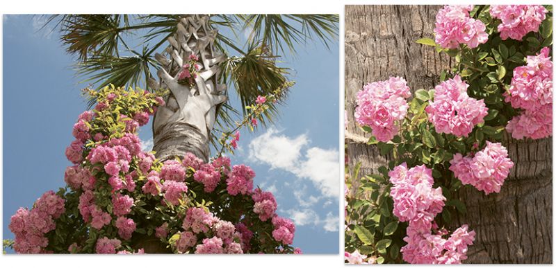 Rosy Prospects