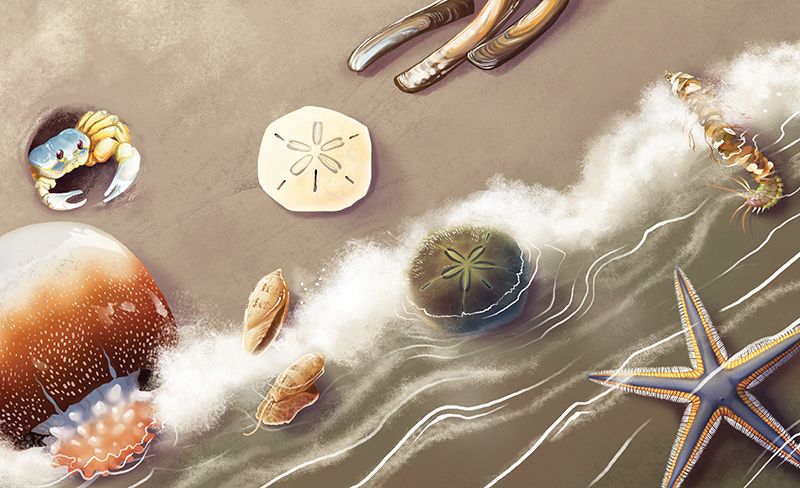 Sand & Sea Life