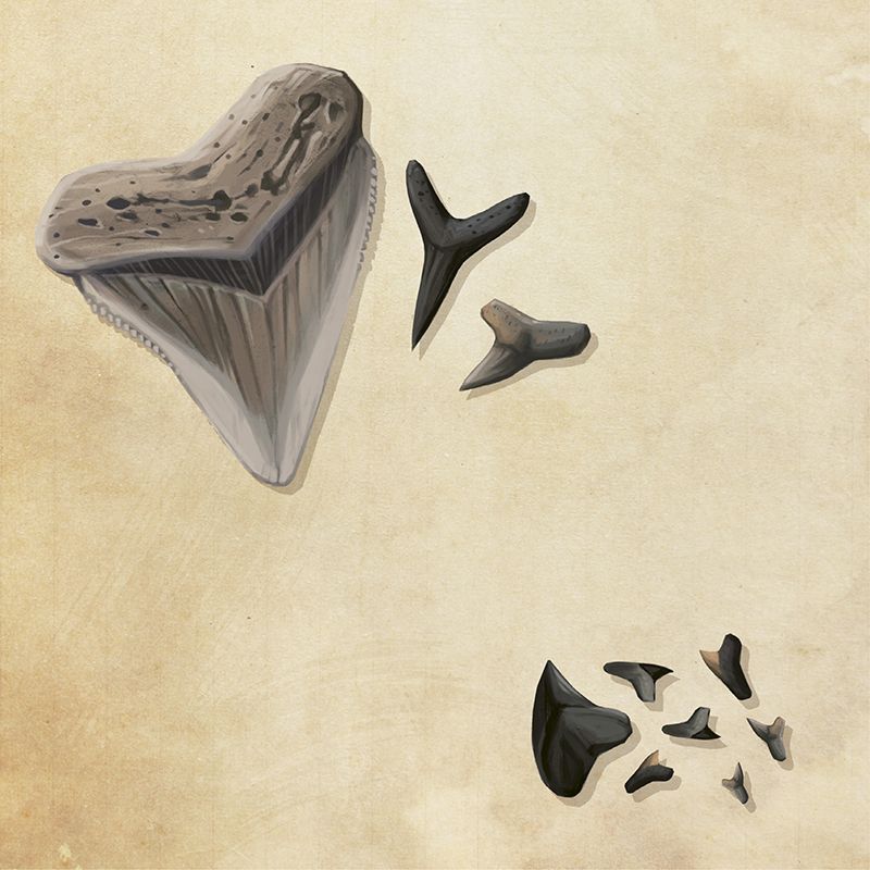 Shark Teeth