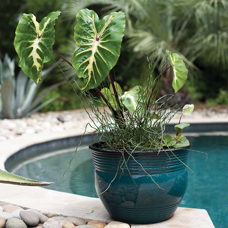 Take a Dip!