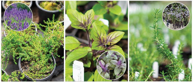 Three Herbs to Please Both the Eye and Palate