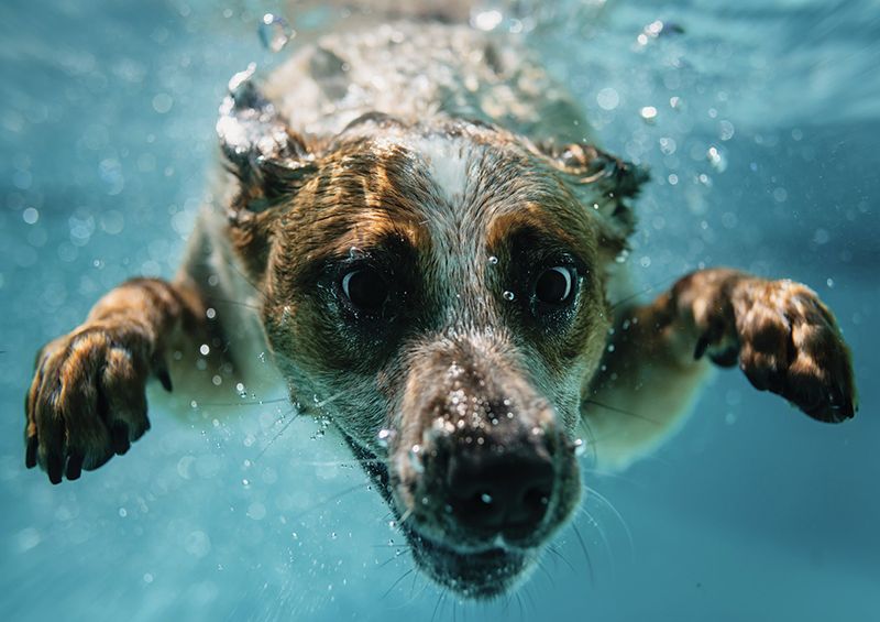 In the absence of DockDogs, recalling the antics of our “champion” canines