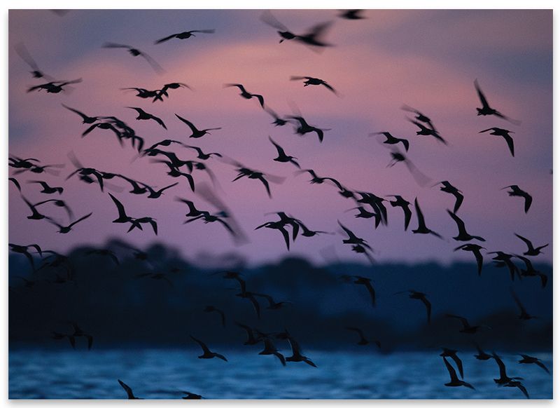 How scientists discovered the world’s largest whimbrel roost on Deveaux Bank