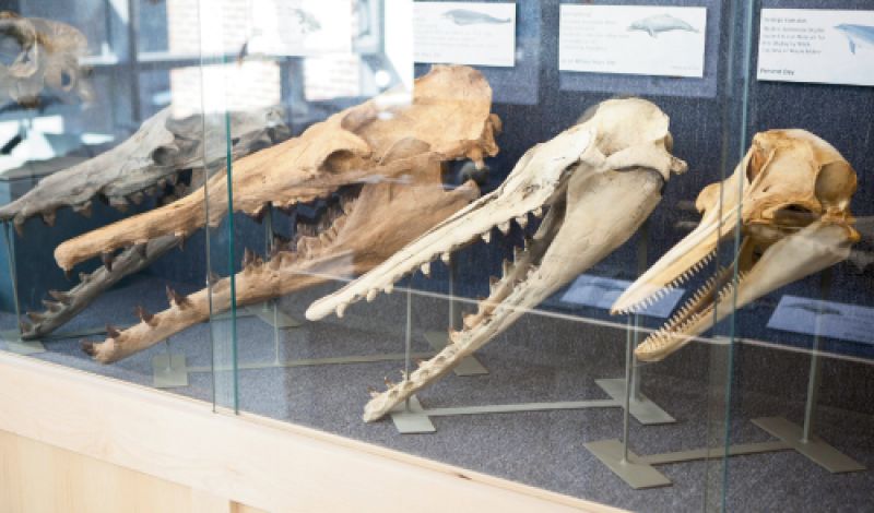 Whales that Walked?