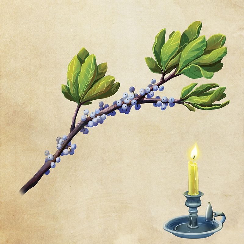 Wax Myrtle