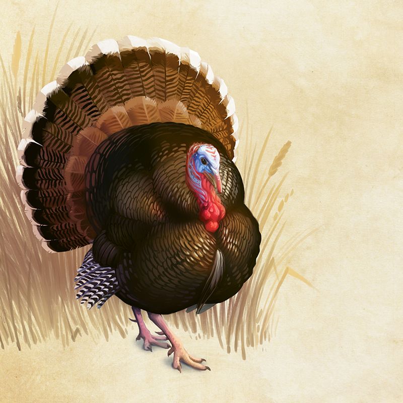 Wild Turkey