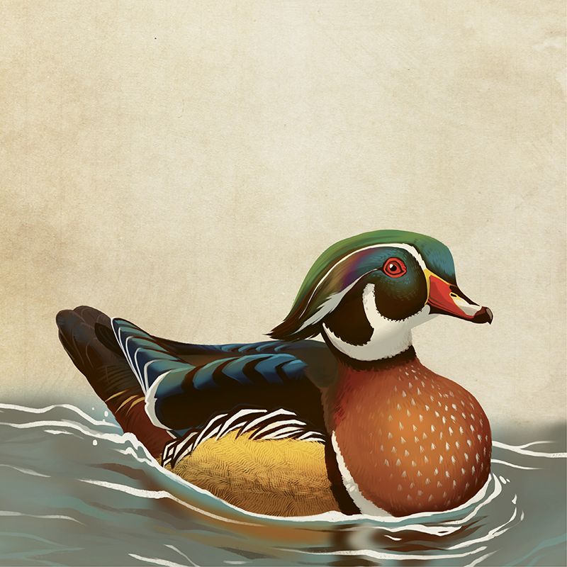 Wood Duck