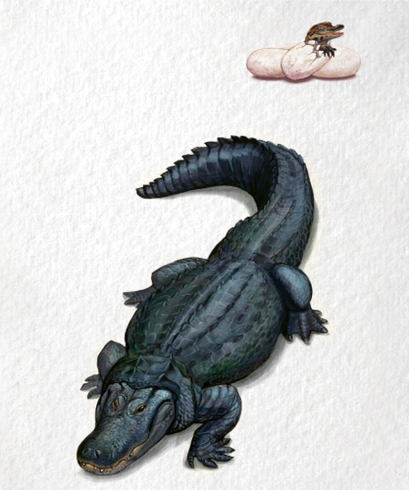 Alligator