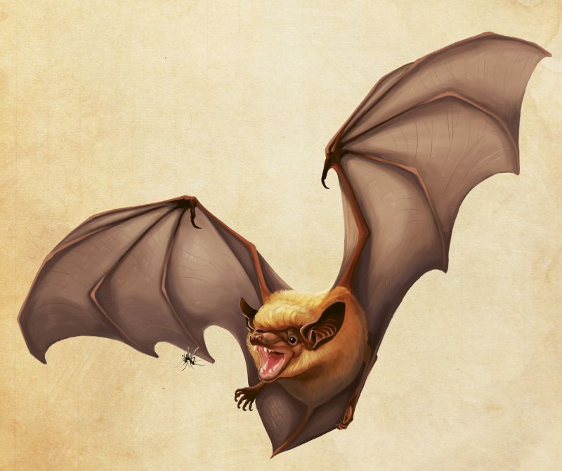 Big Brown Bat