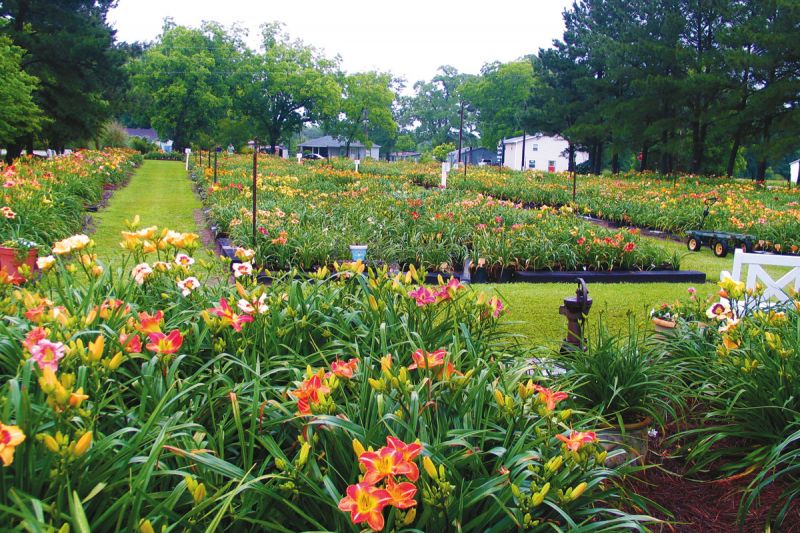 Flower-Powered