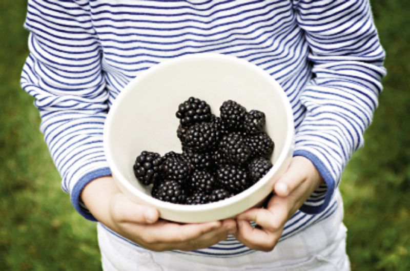 Blackberry Bushes