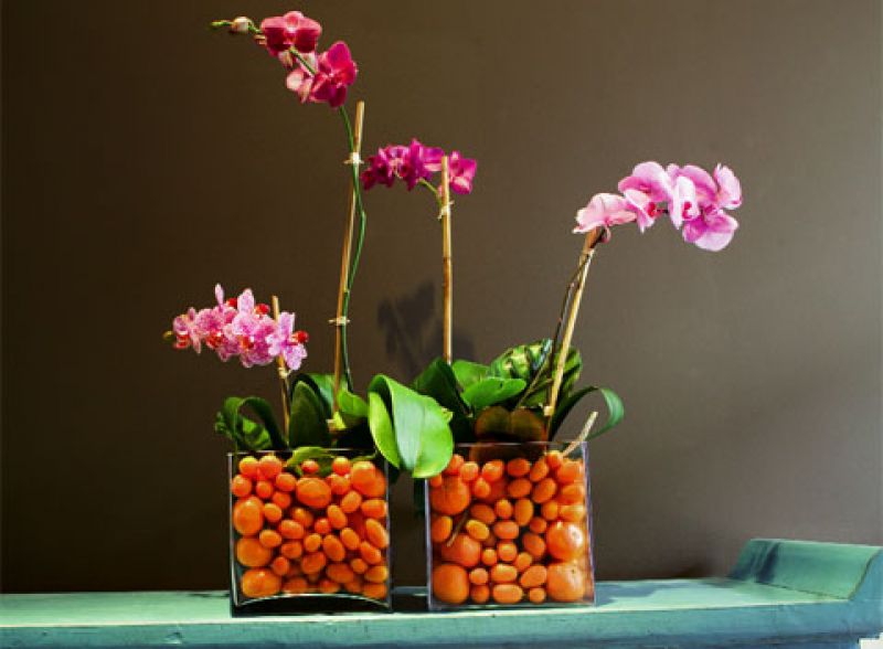 Showcase Brilliant Potted Orchids