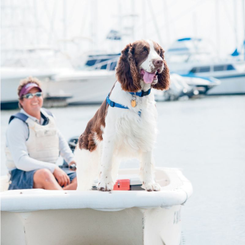 Off-the-Dock Dog