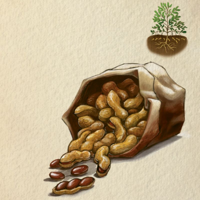 Boiled  Peanuts