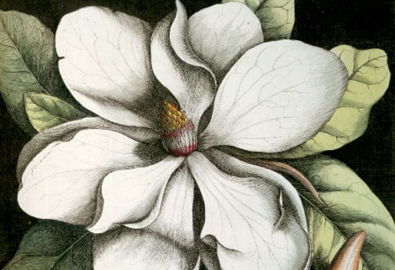 Charleston’s Botanical Treasures