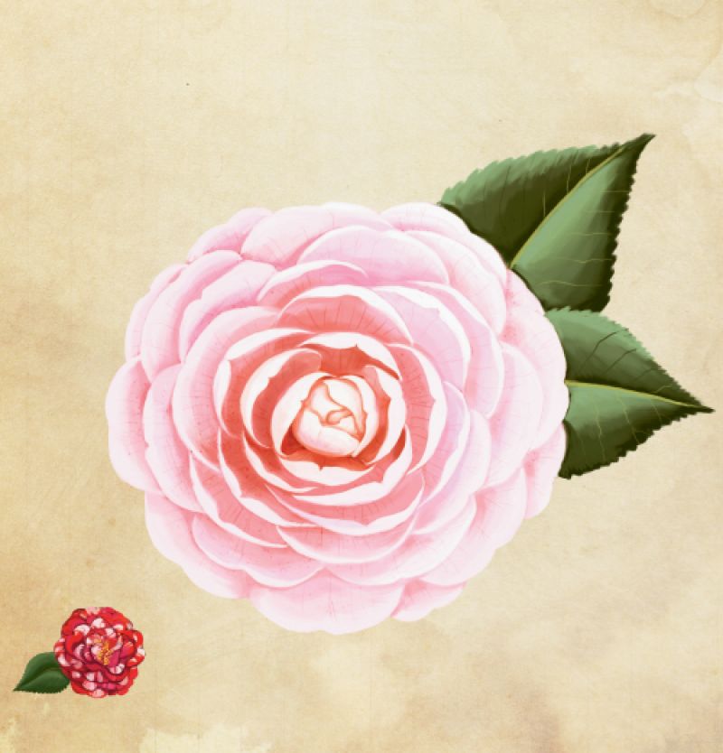Camellia