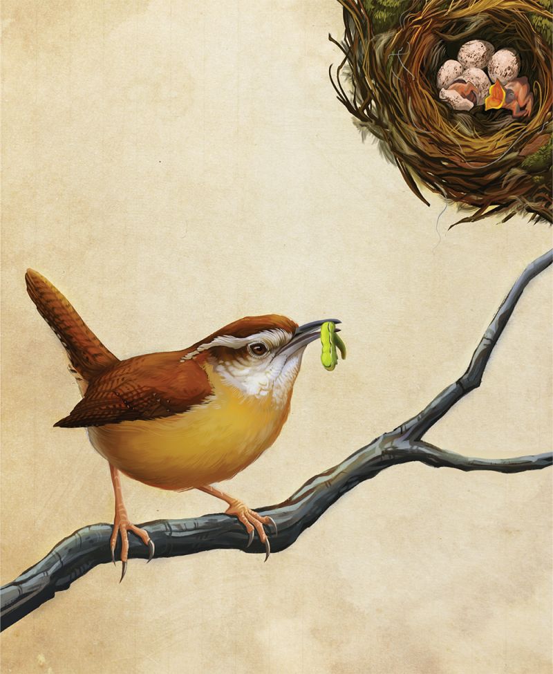 Carolina Wren