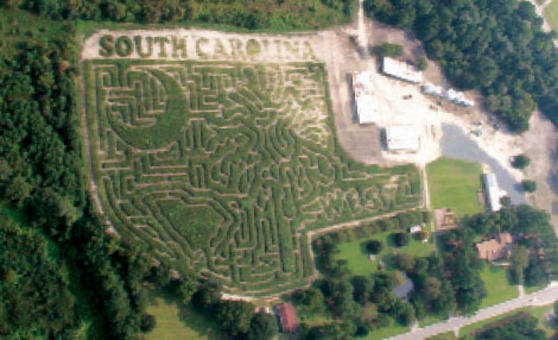 Have a Field Day!