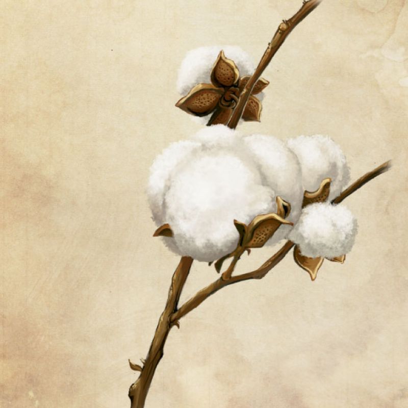 Sea Island Cotton