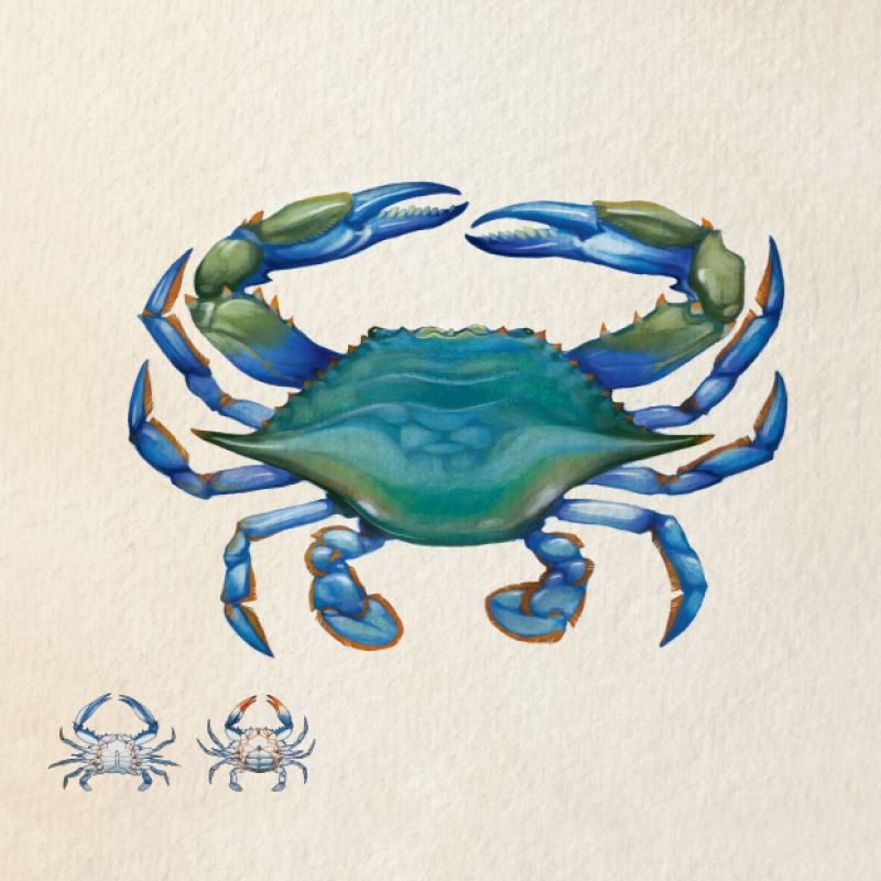 Blue Crab