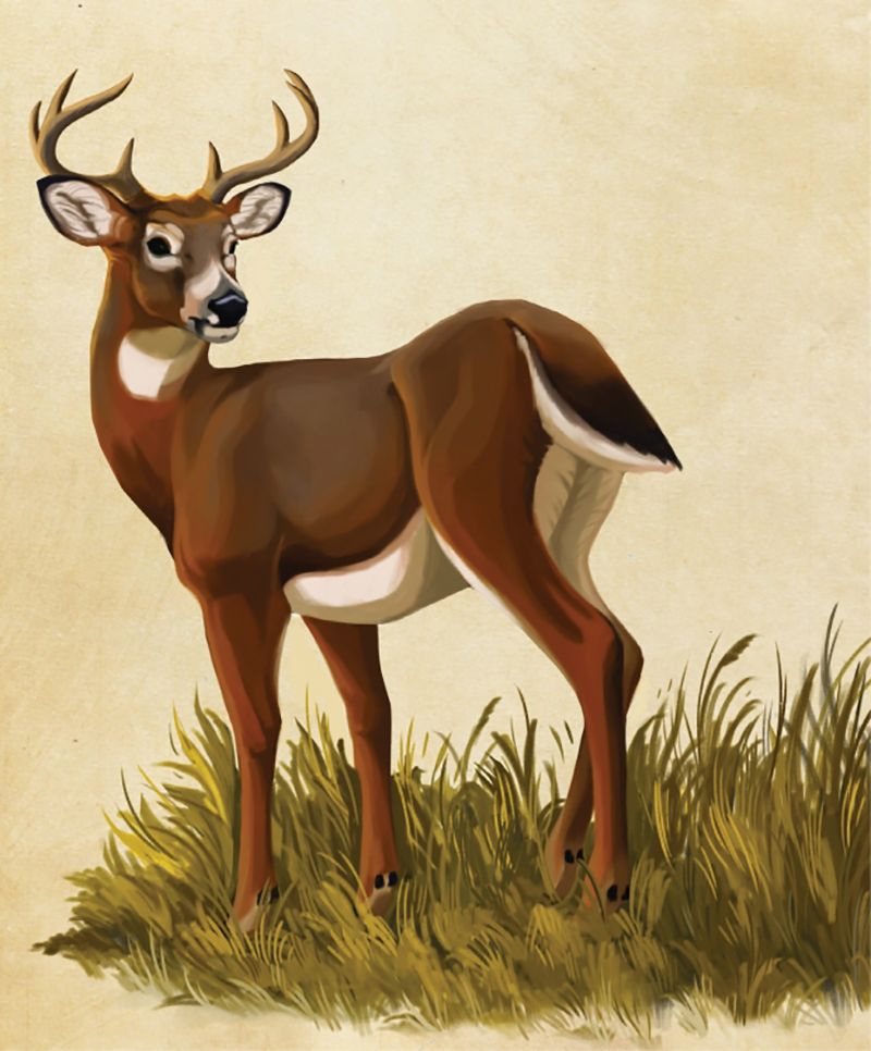 White-Tailed Deer