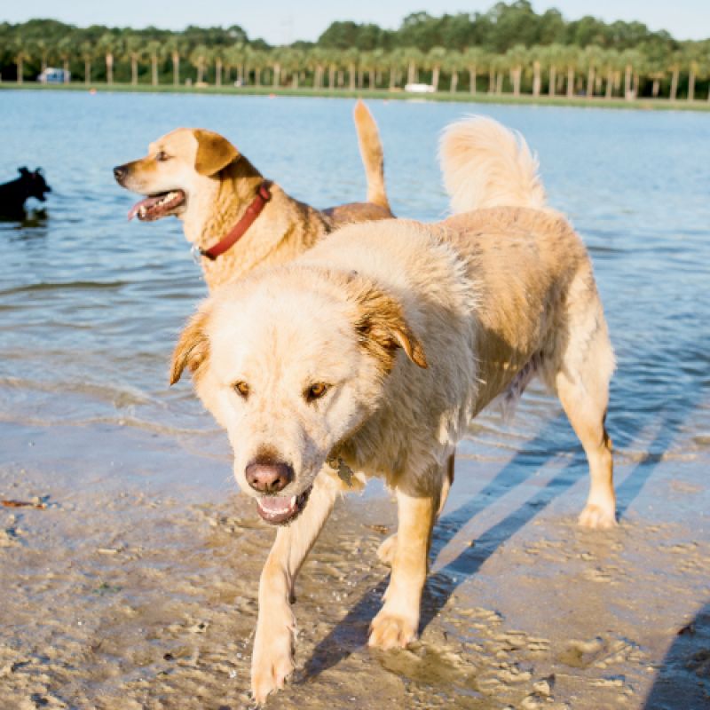 Off-Leash Dog Parks