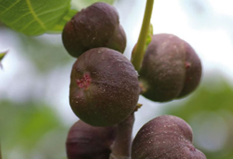 Growing Fig Trees: 8 Simple Tips