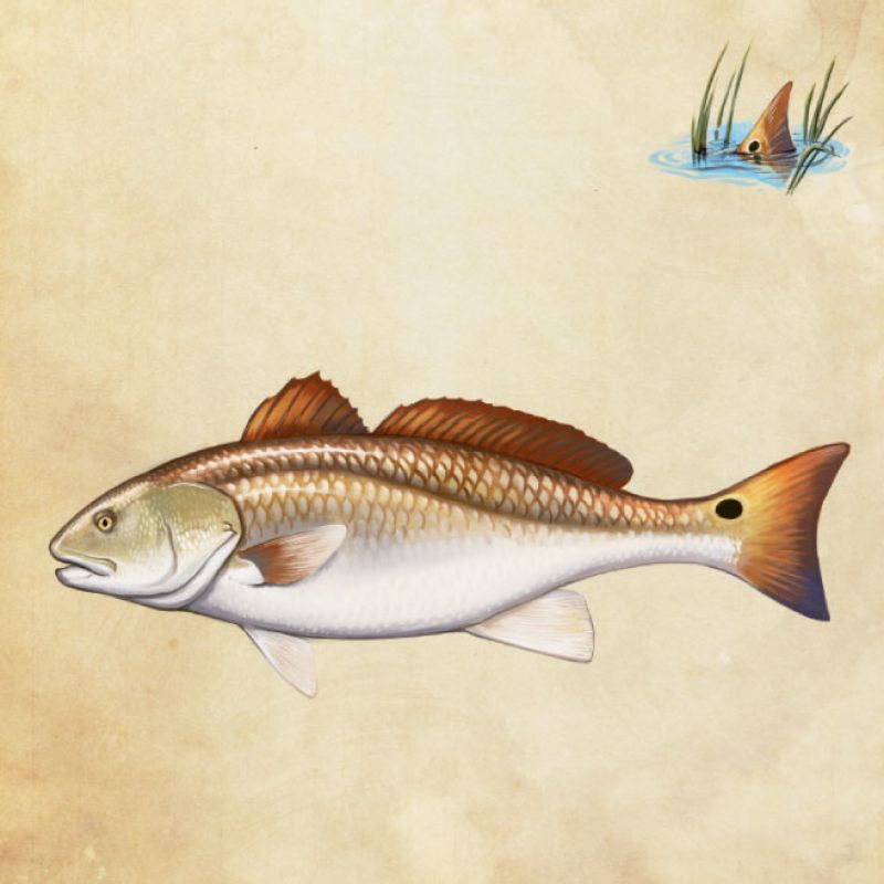 Spottail Bass