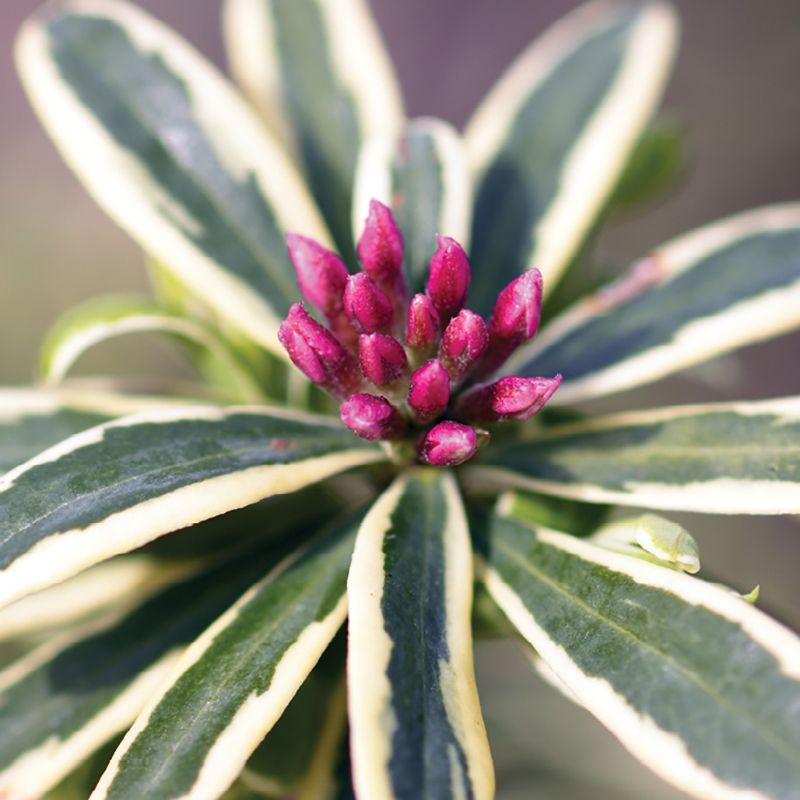 Gardening: September 2017