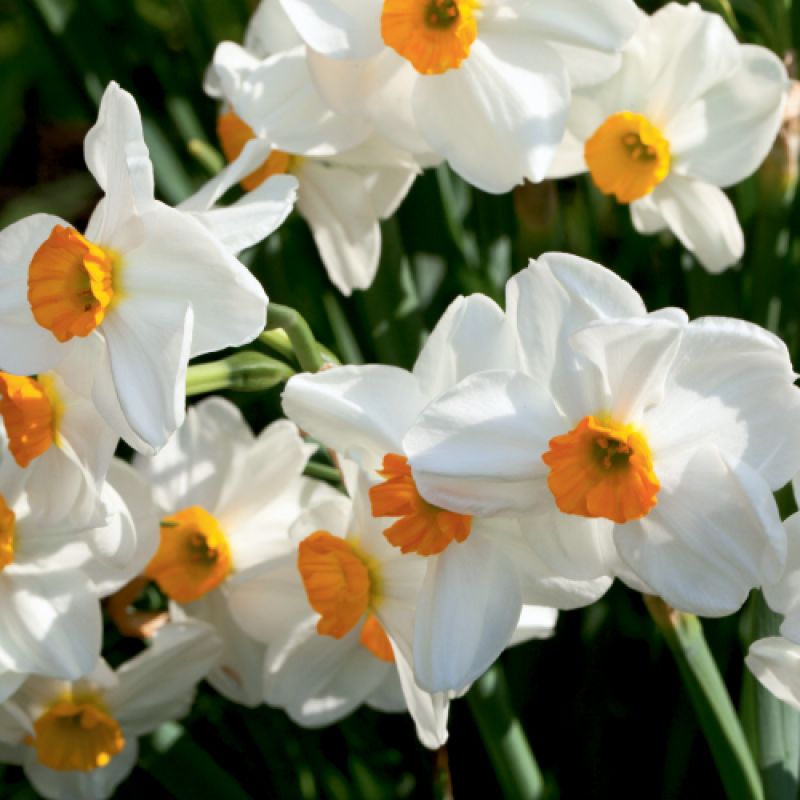 Spring Ahead