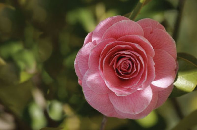 Identify and Treat Common Lowcountry Plant Problems