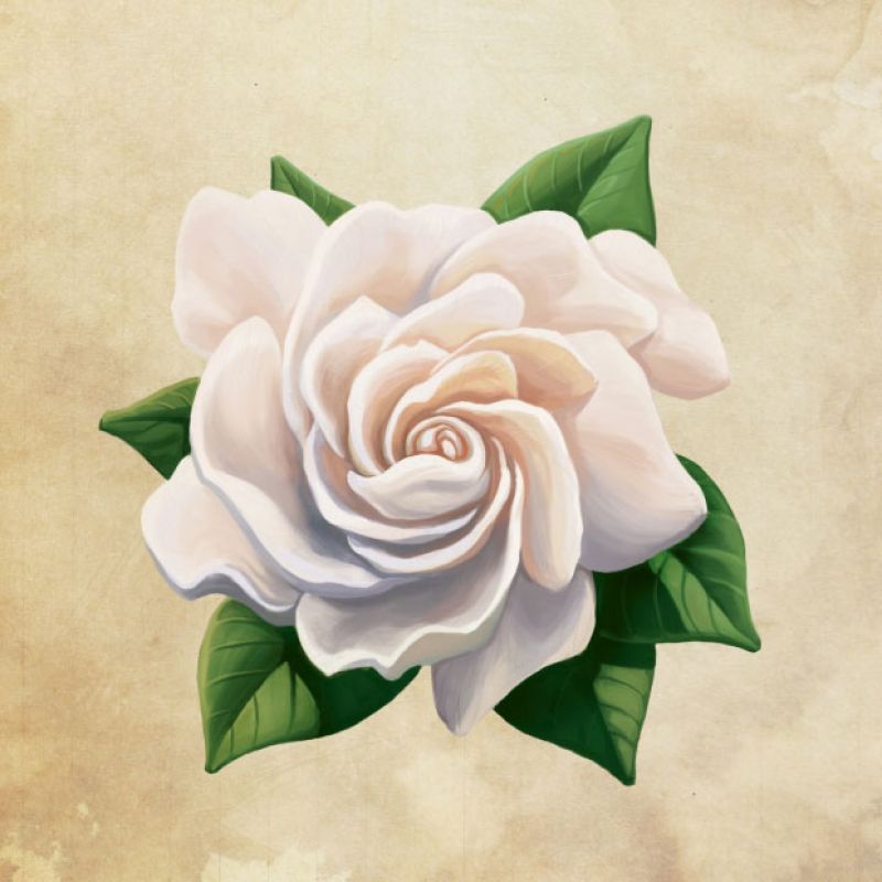 Gardenia