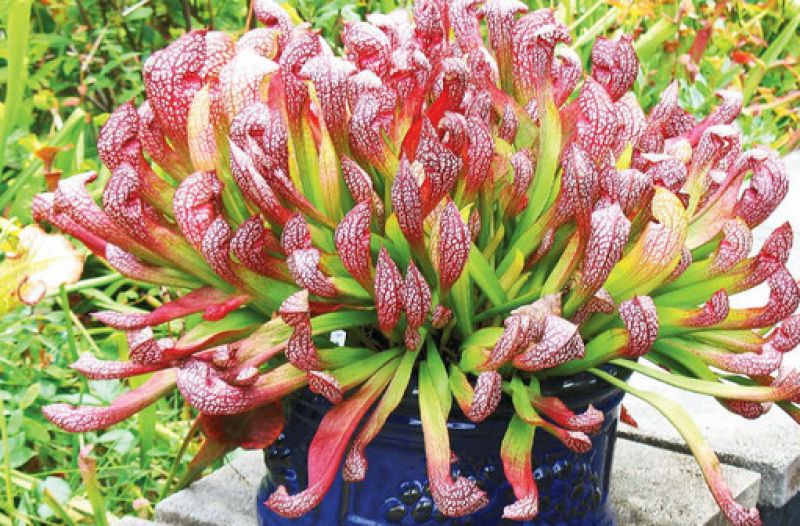 Beauties from the Bog 
