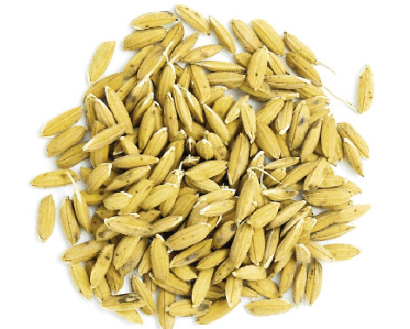 Gold Rush