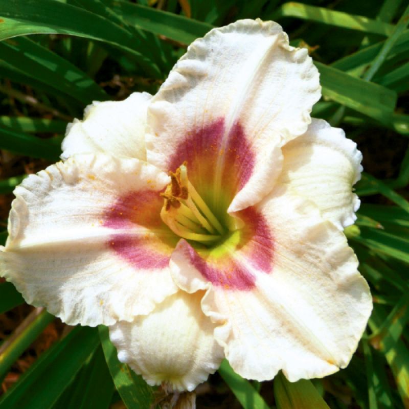 Bloom Time