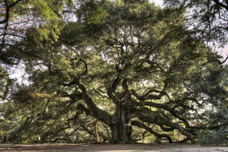 Haunted Charleston