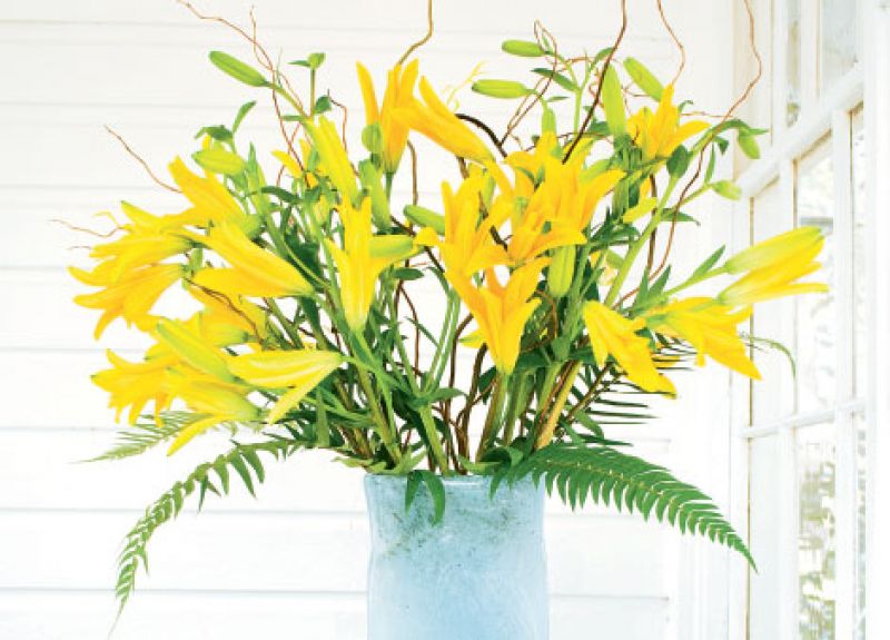 Daylilies