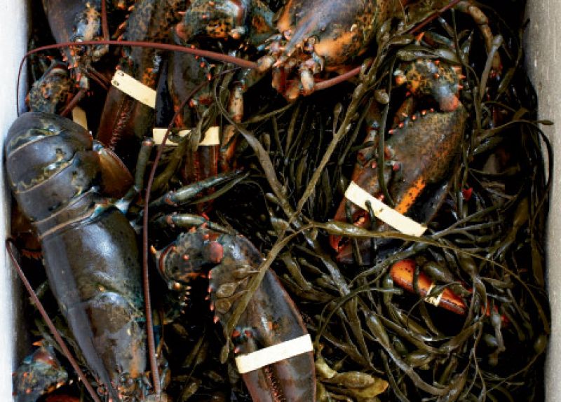 Lobster Bake, Lowcountry Style
