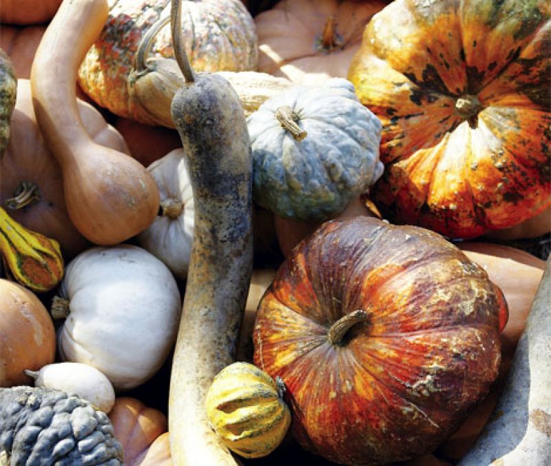 New Ways to Cook with Pumpkins