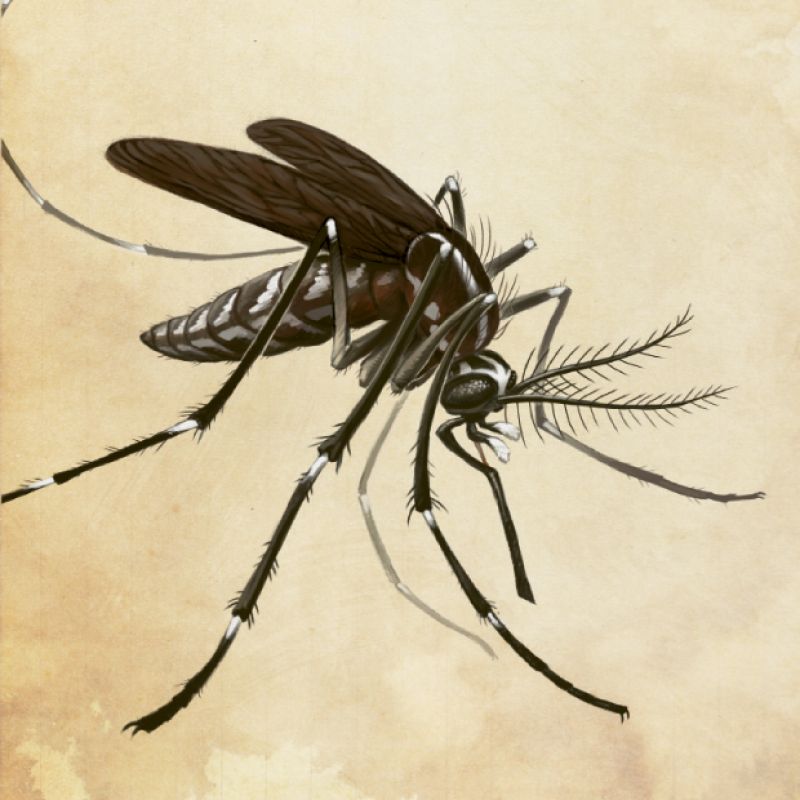 Mosquito